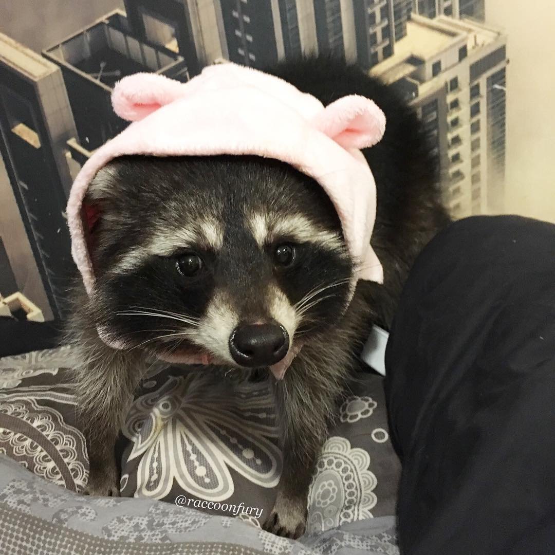 Жирный Енотик