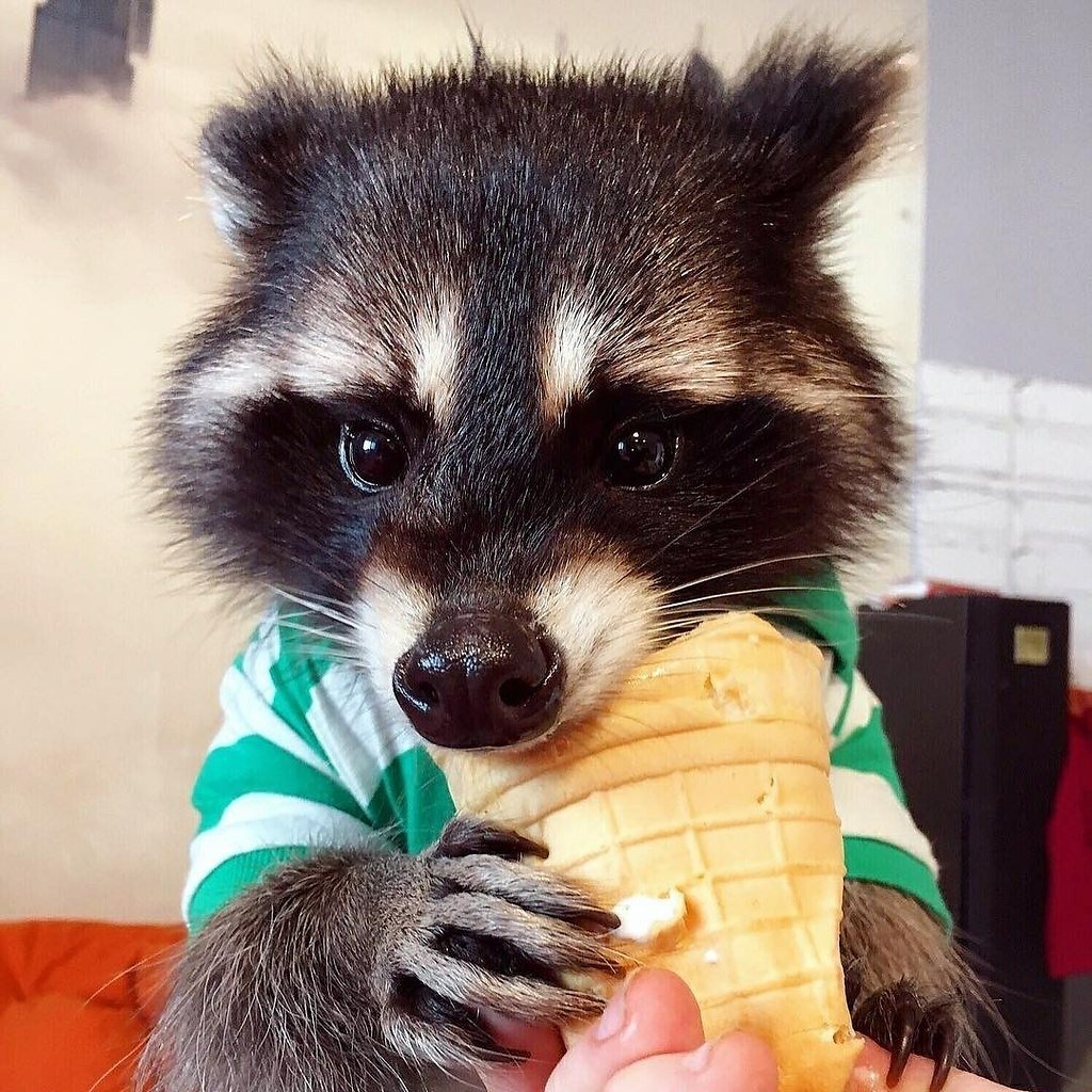 Енот полоскун толстый