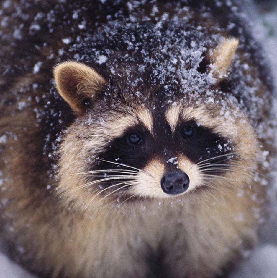 Raccoon is fat
