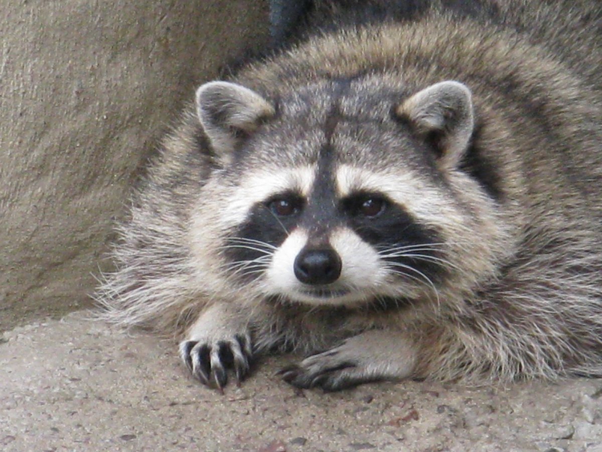 Полоскун енот Енотович