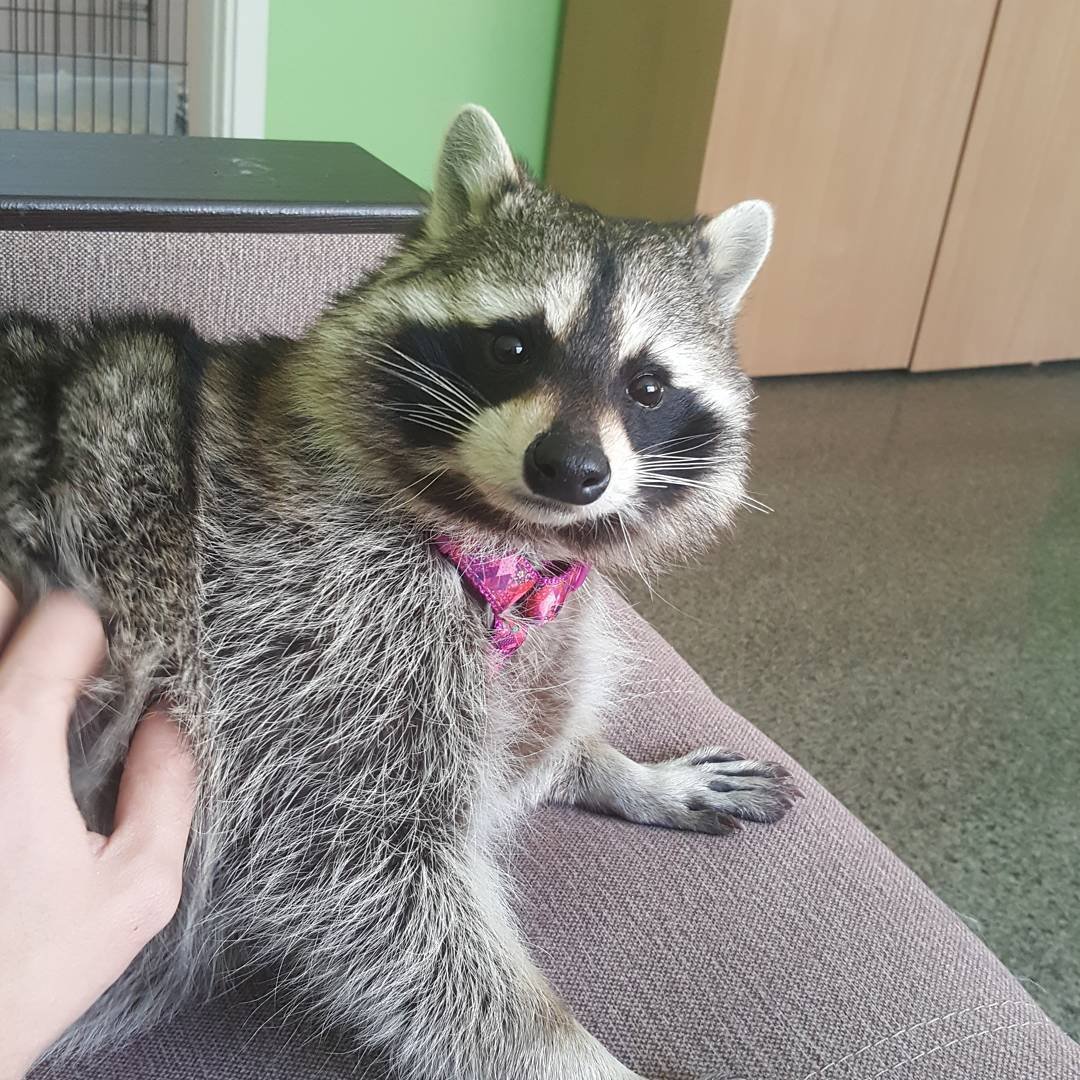 Упоротый енот