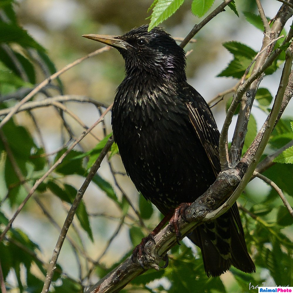 Желтогрудый скворец