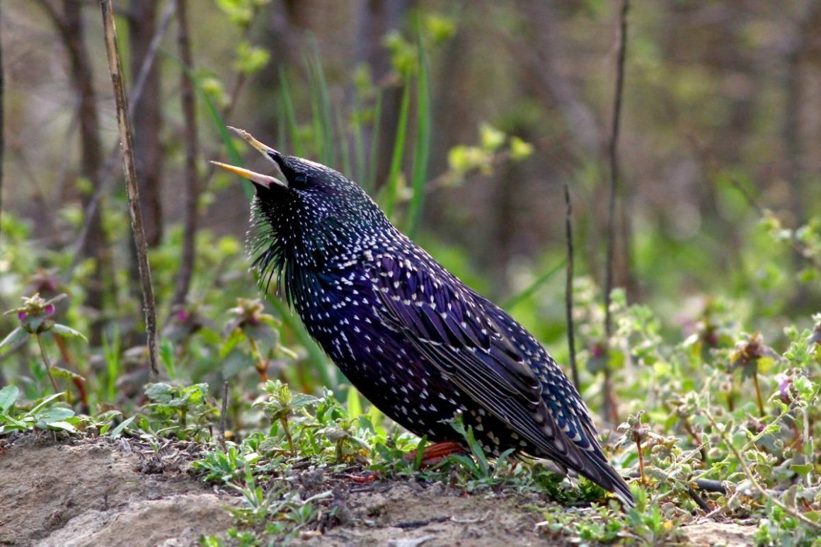 Дрозд обыкновенный скворец