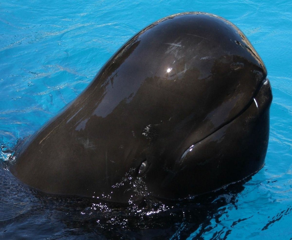 Обыкновенная Гринда