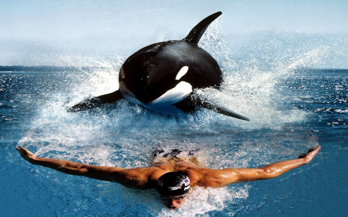 Плавать с касатками