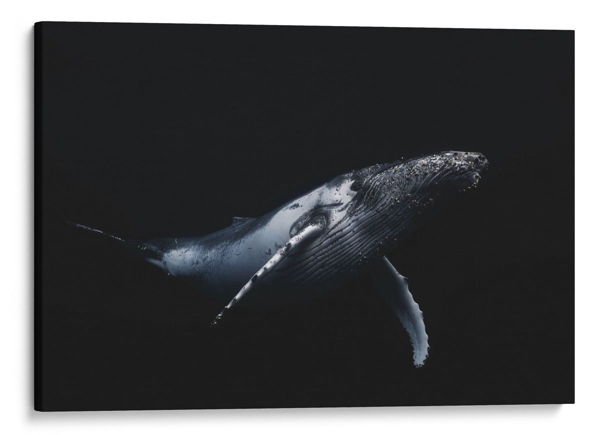 Кит на черном фоне