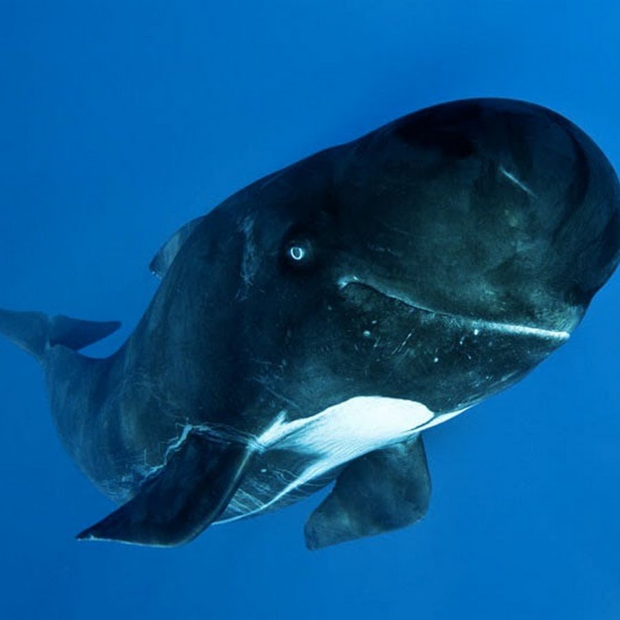 Гринда шароголовый Дельфин