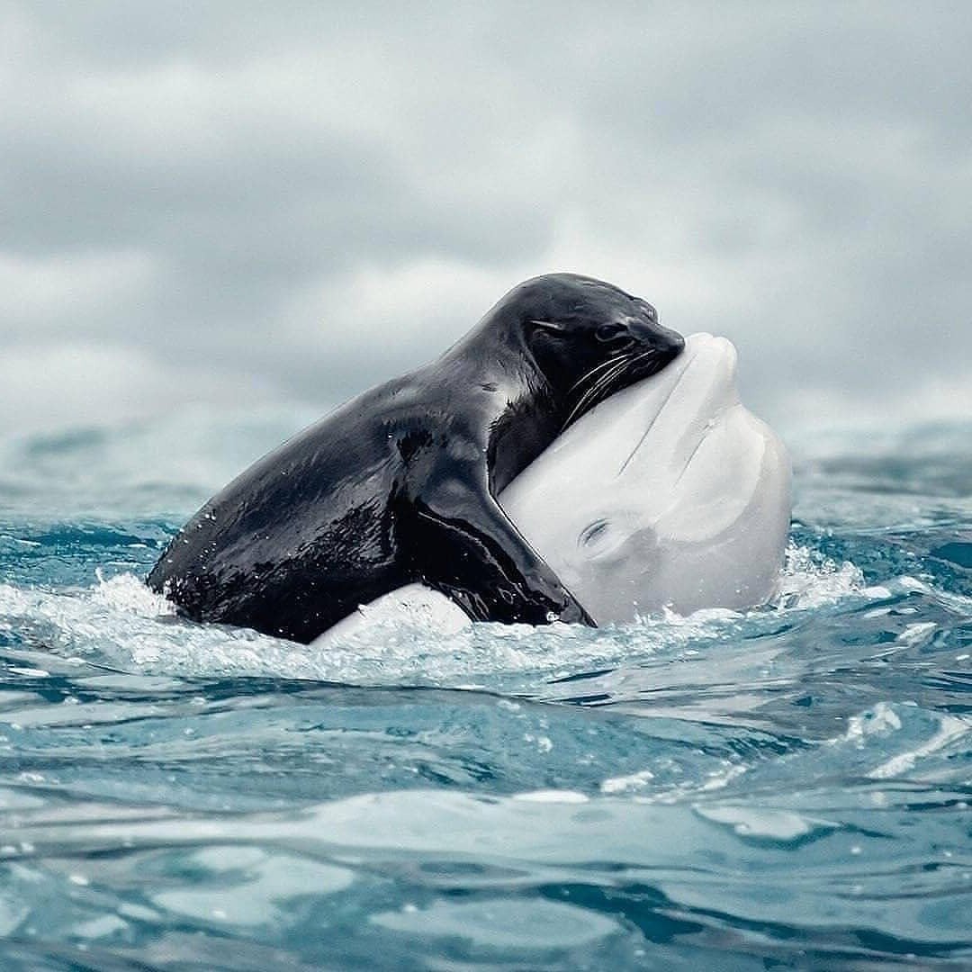 Касатка Дельфин и Белуха