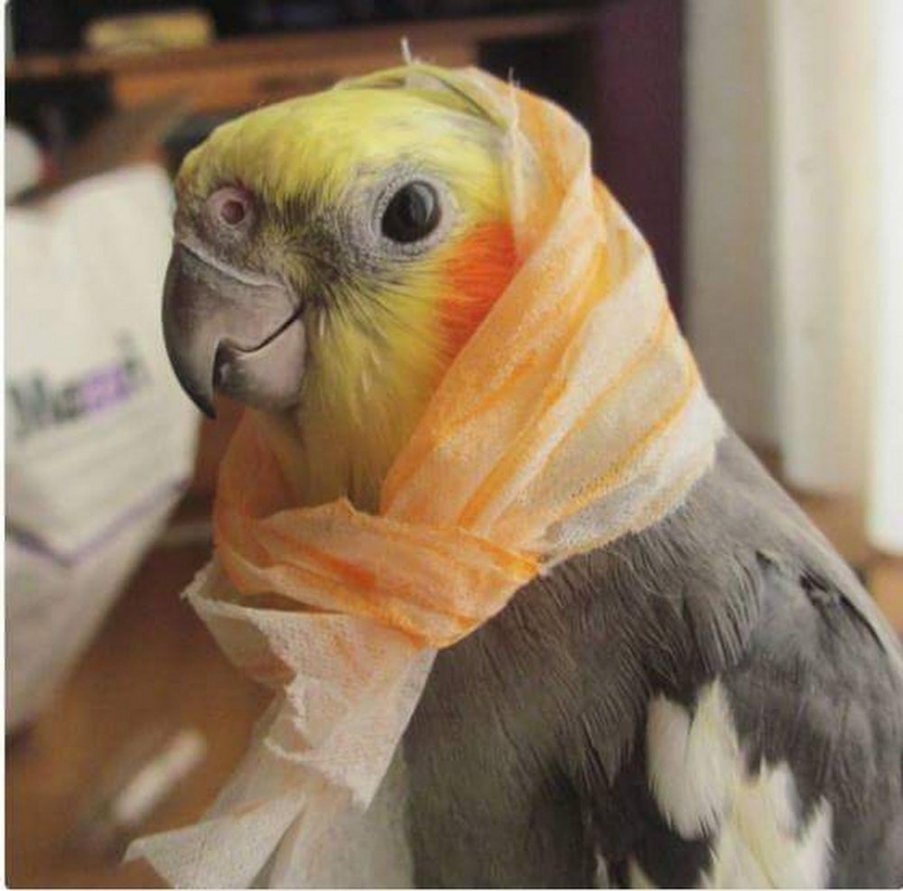 Смешные попугаи