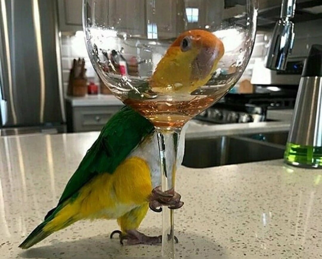 Попугай поздравляет с др