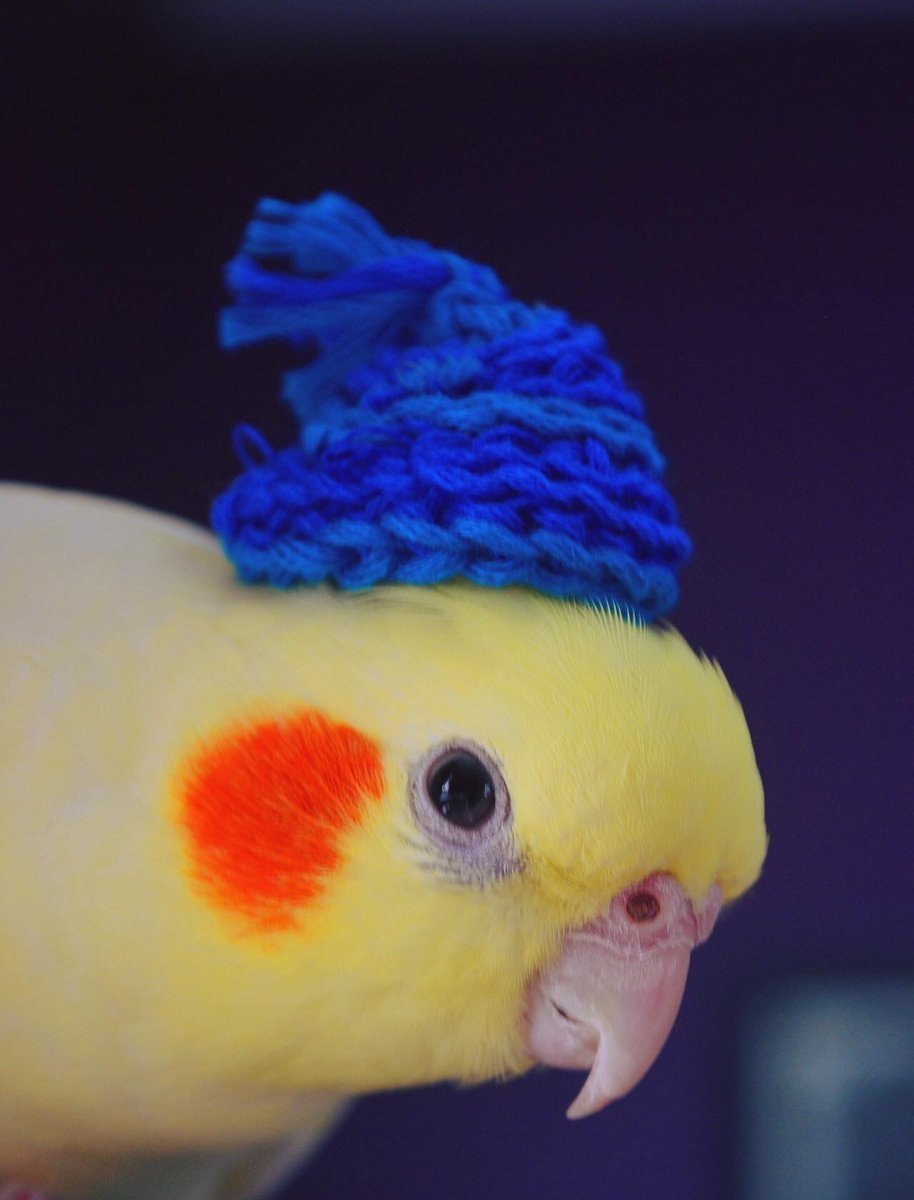 Попугай в шляпе