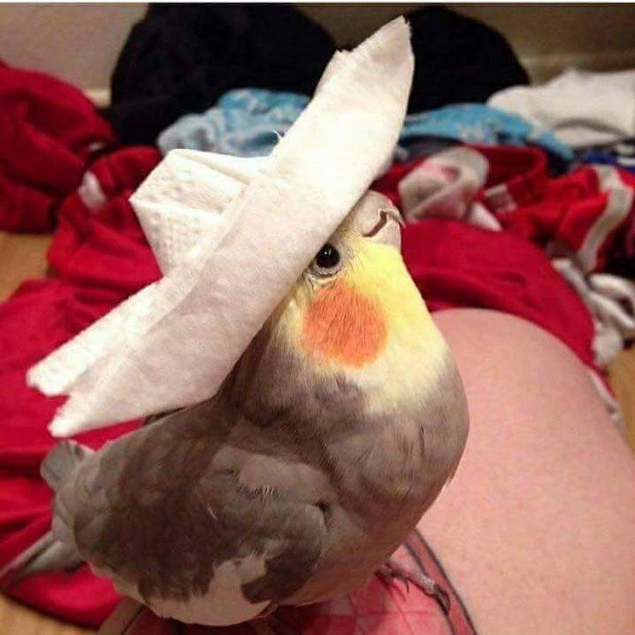 Попугаи в шапочках смешные