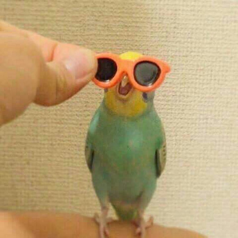 Попугай в очках