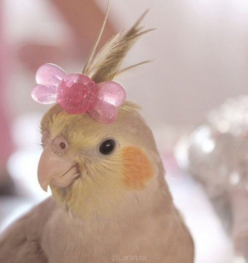 Попугай с бантиком на голове