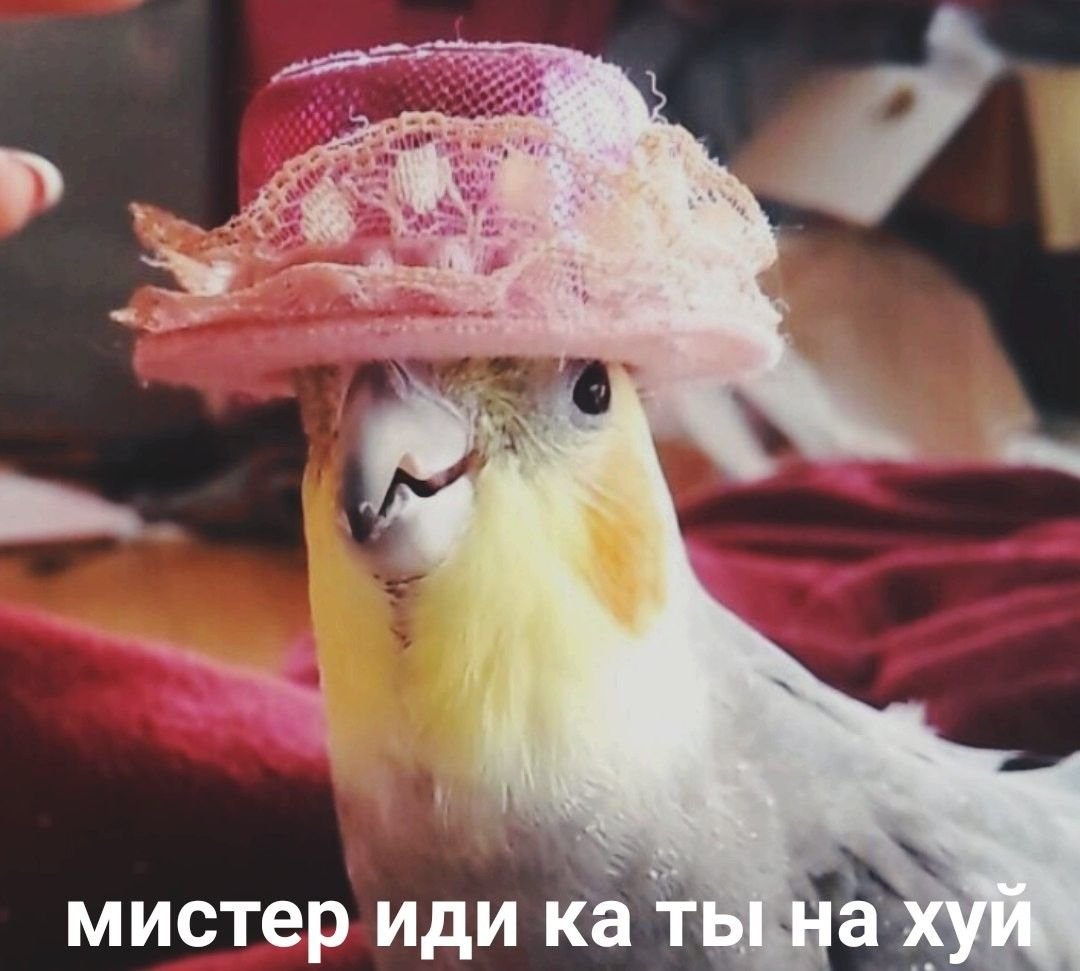 Попугай в шапке