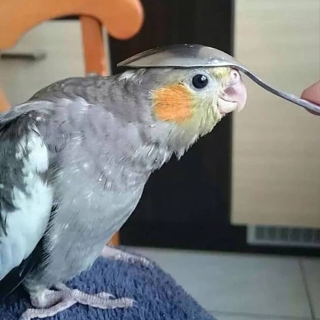 Приколы с попугайчиками