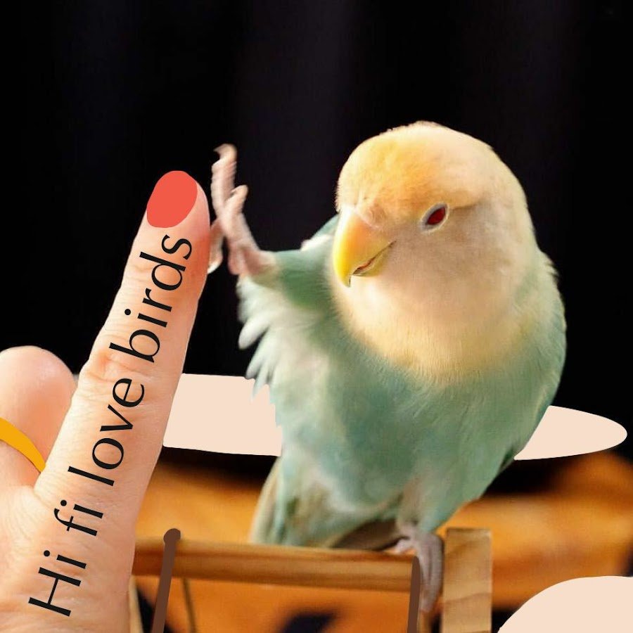 Доброе утро попугай