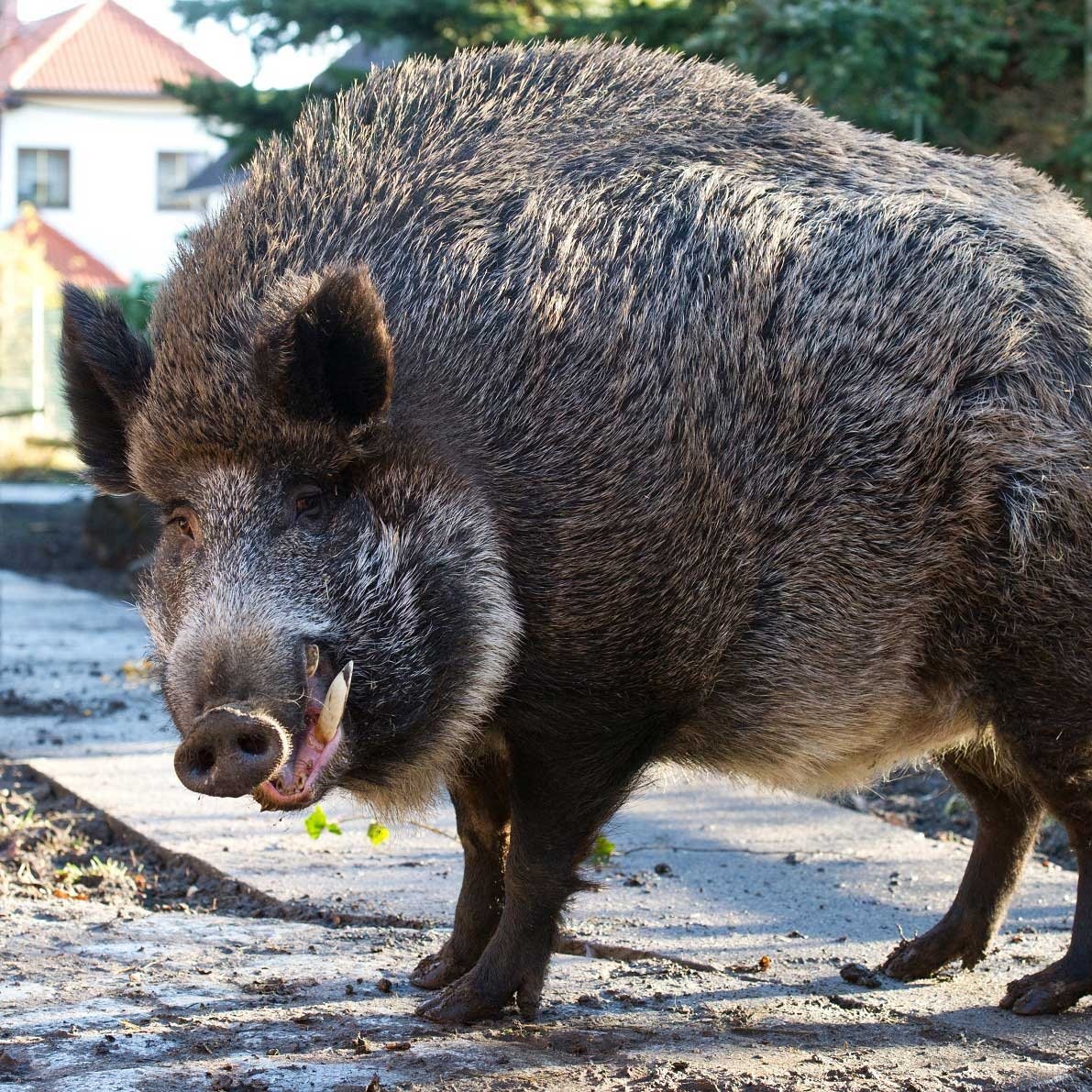 Вепрь секач