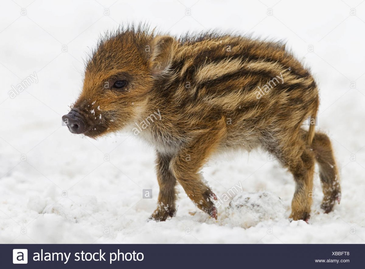 Кабаненок на белом фоне