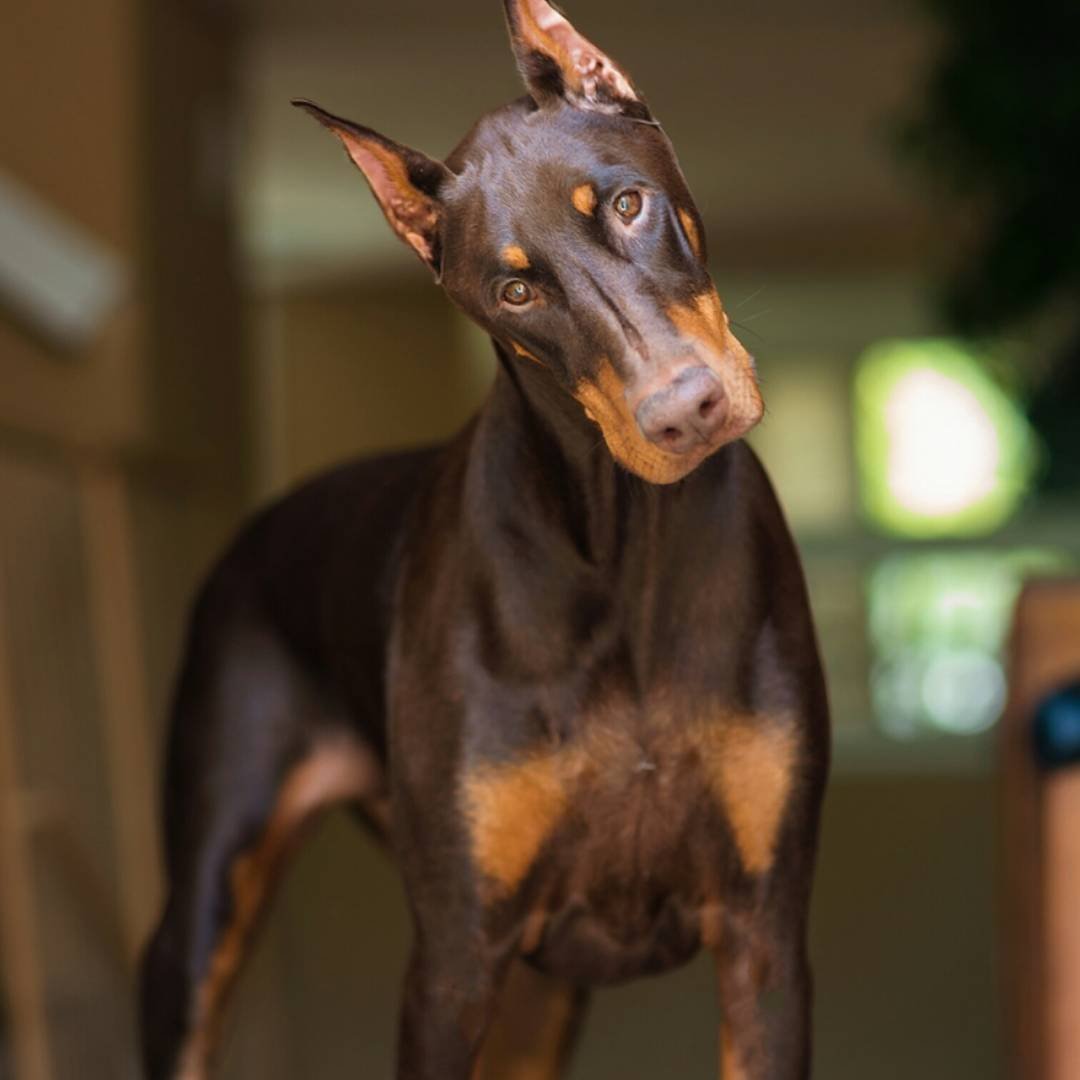 Катрин Доберман модель