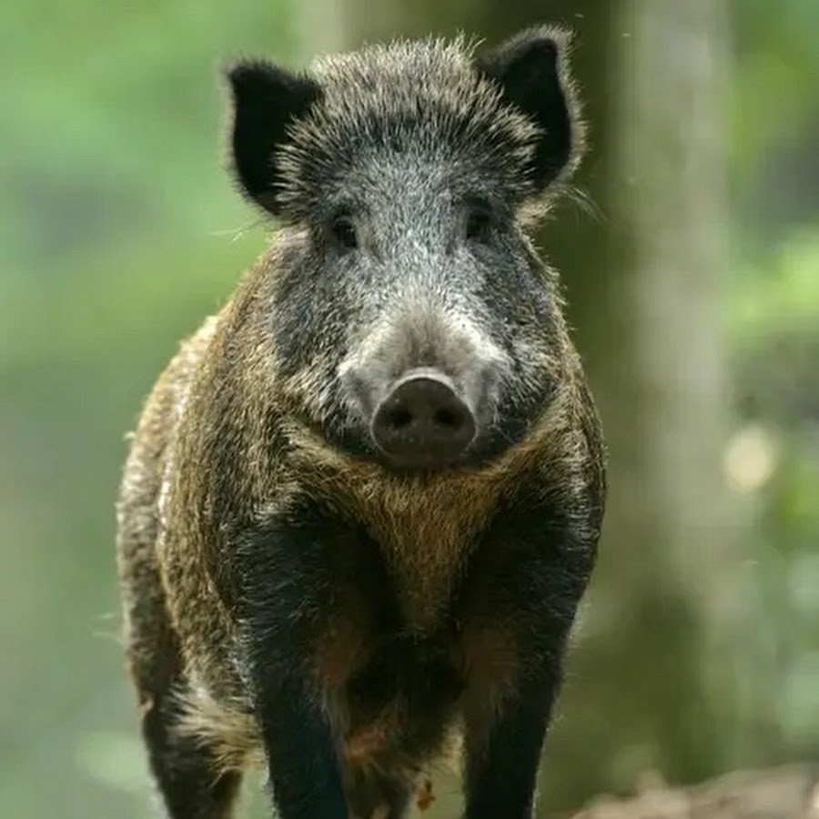 Кабан вертикально