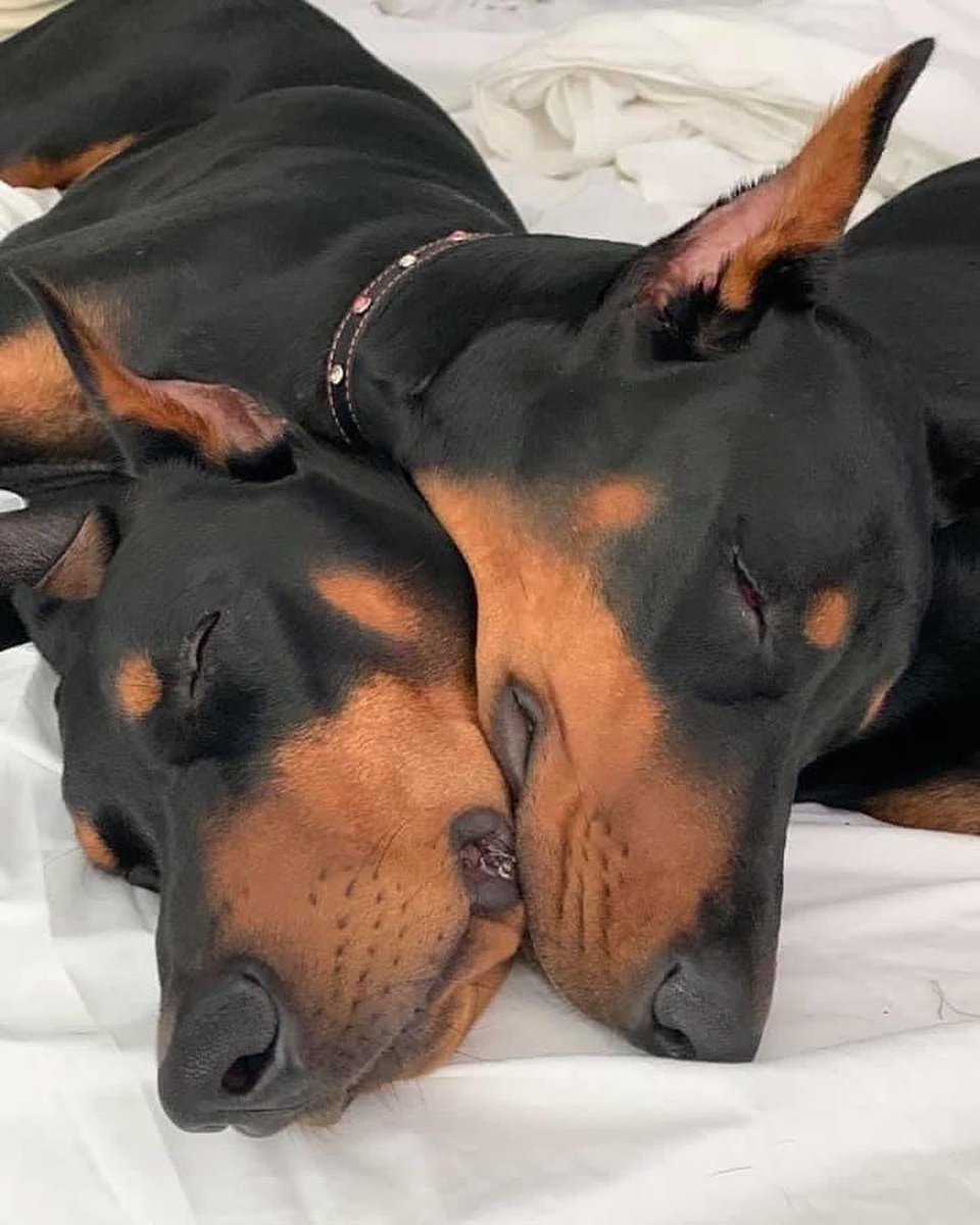 Доберман и корги