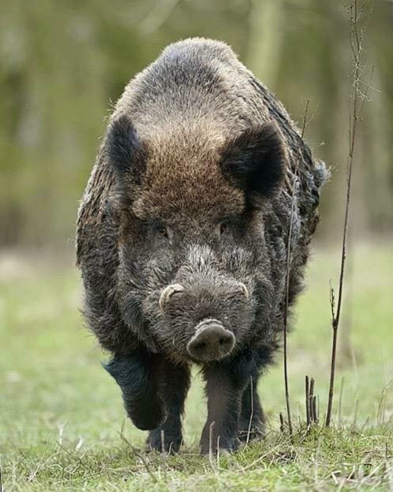 Кабан прыгает