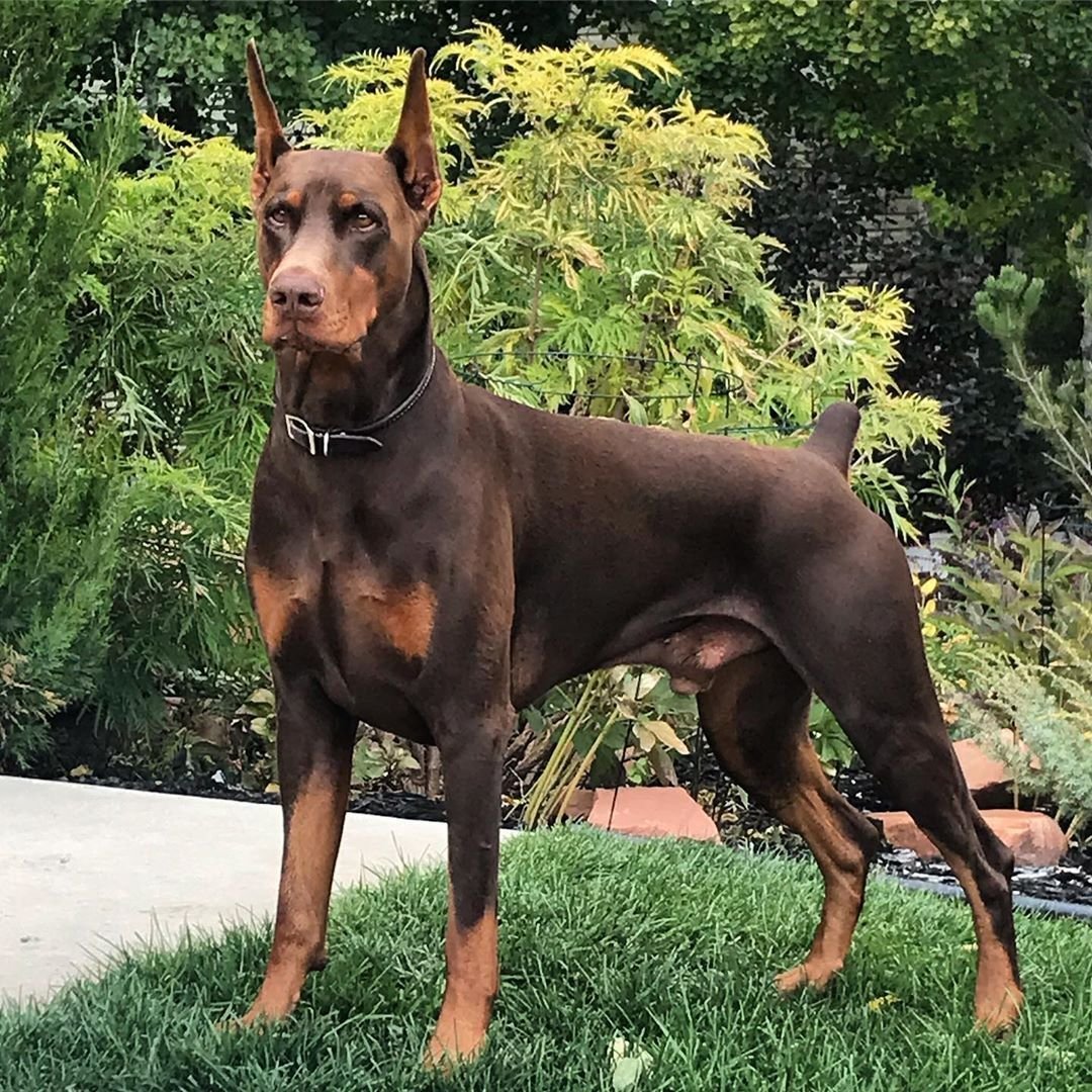 Доберман-пинчер белый