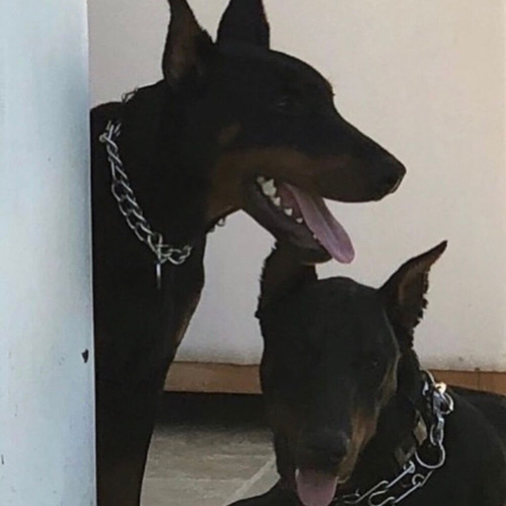 Доберман пятнистый