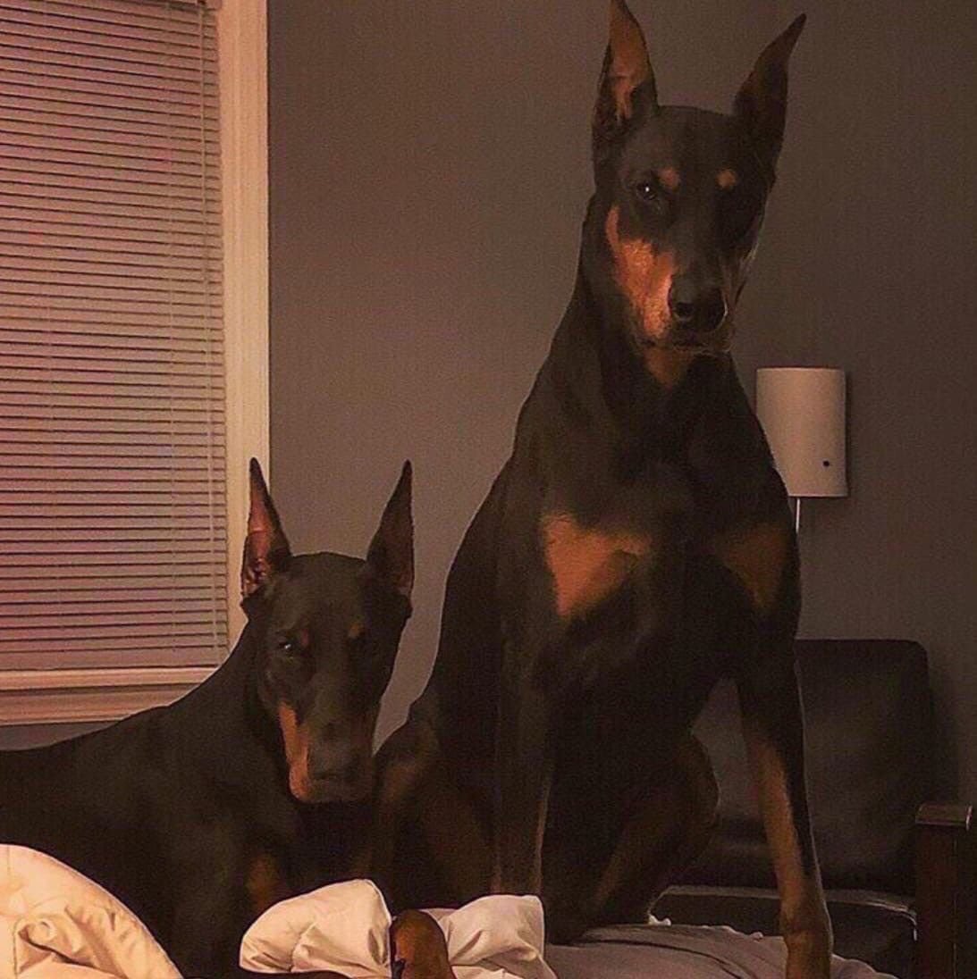 Мраморный Доберман