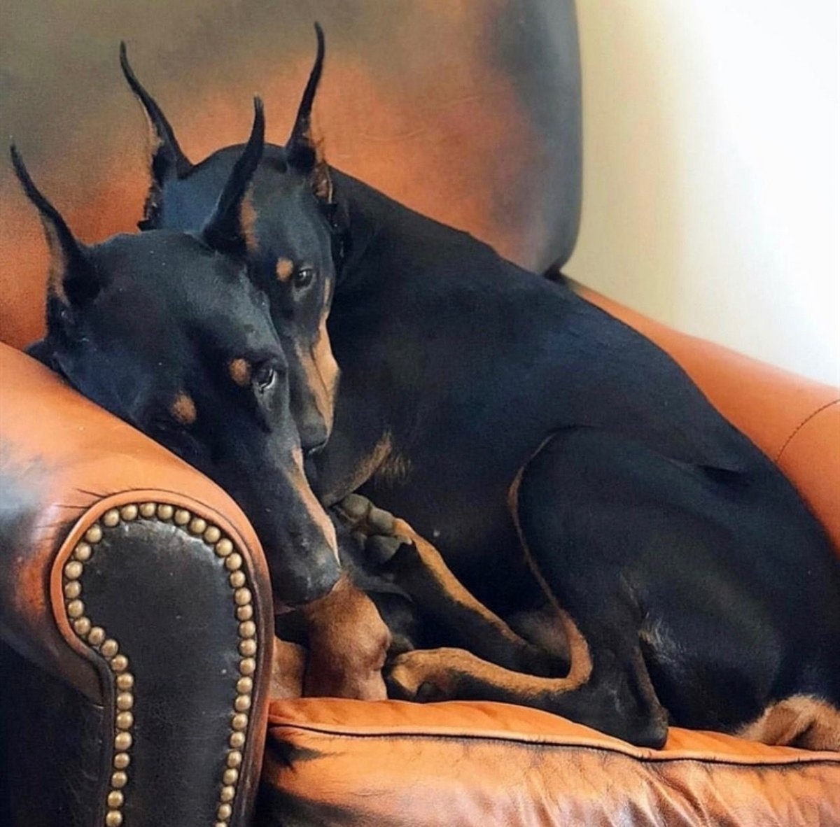 Доберман окрас Орнелла