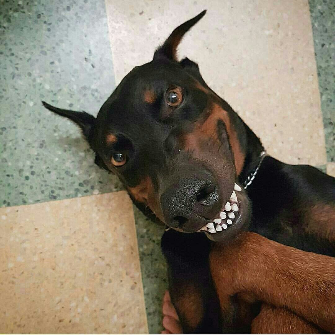 Европейский Доберман