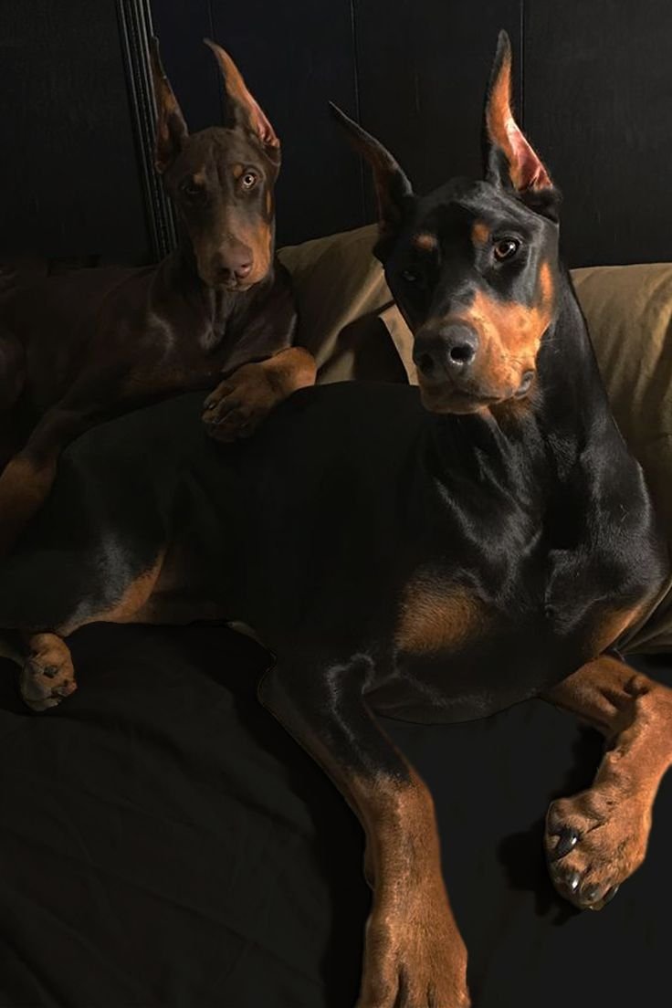 Порода Доберман