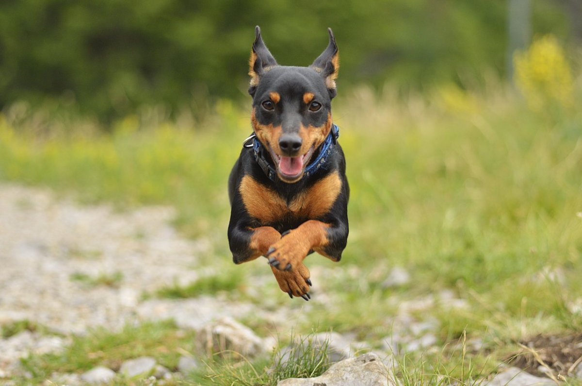Доберман собака демон