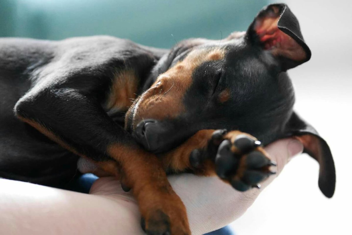 Доберман-пинчер сохры