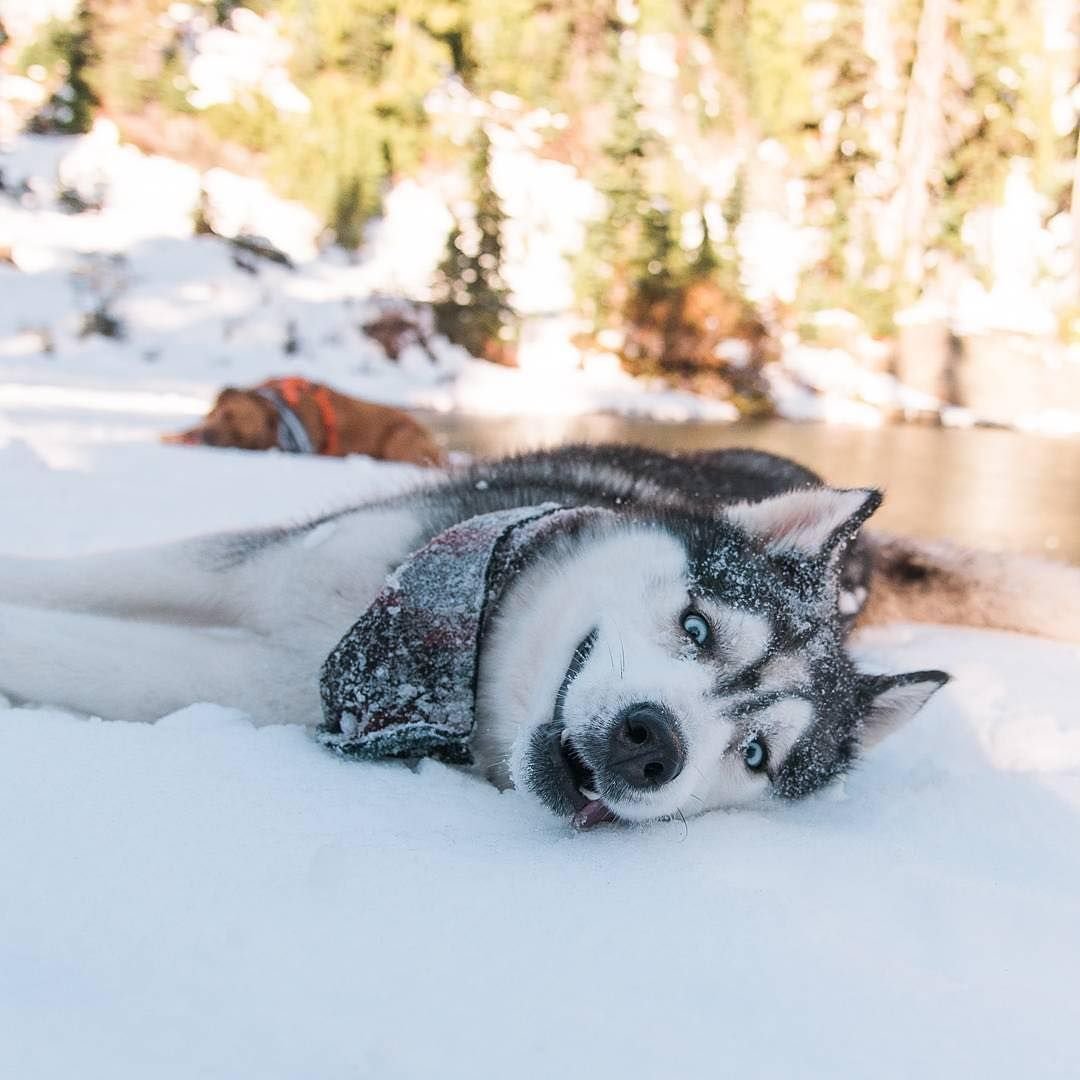 Грумер хаски