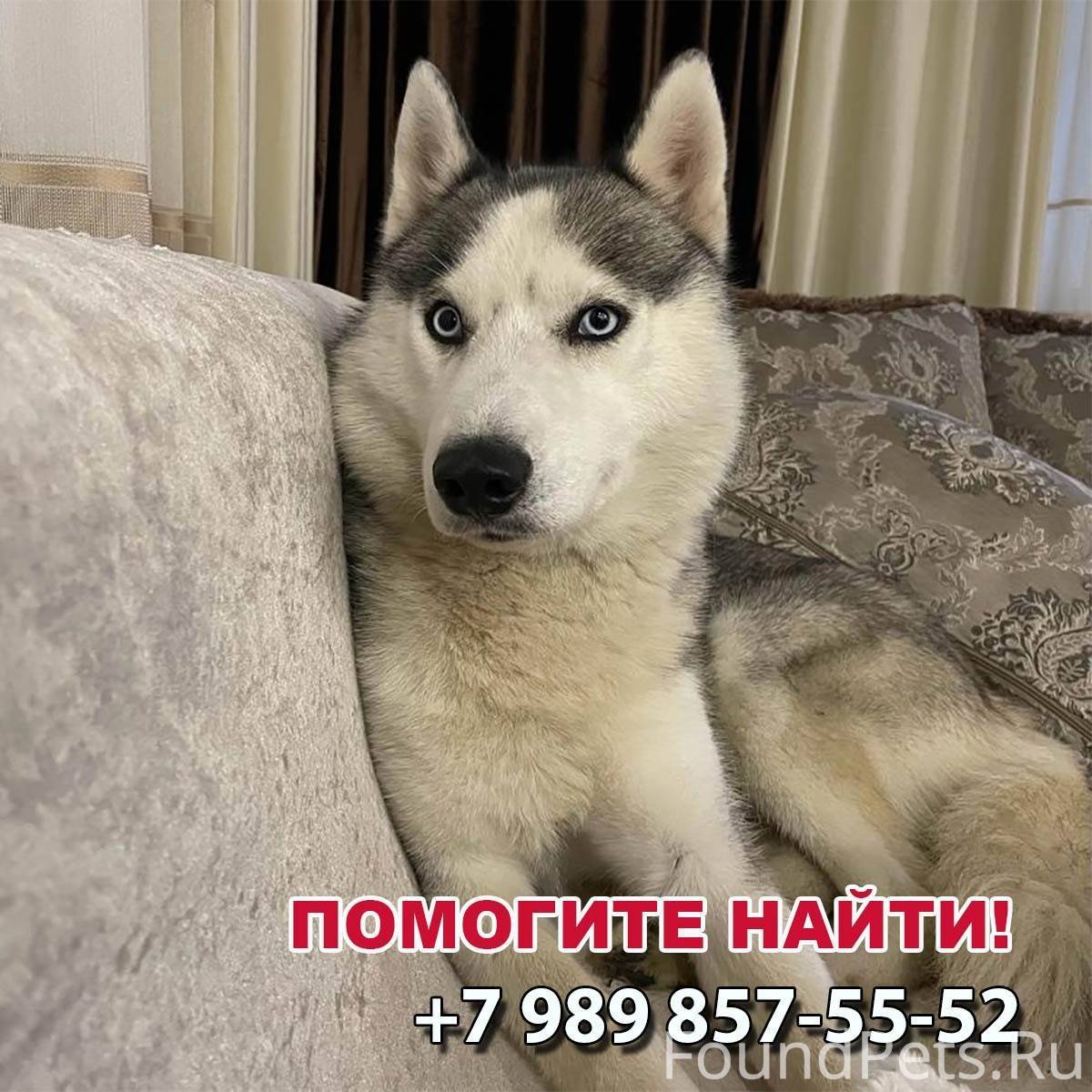 Лысая хаски