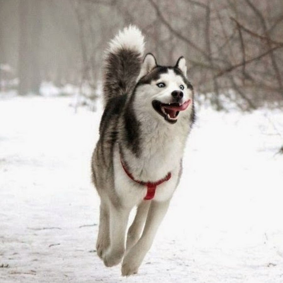 Смешные собаки