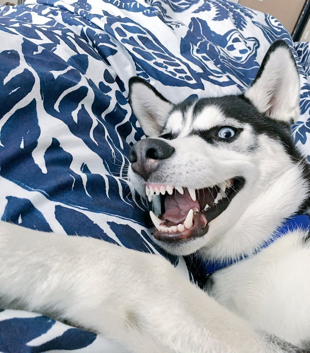 Смешные объявления про собак