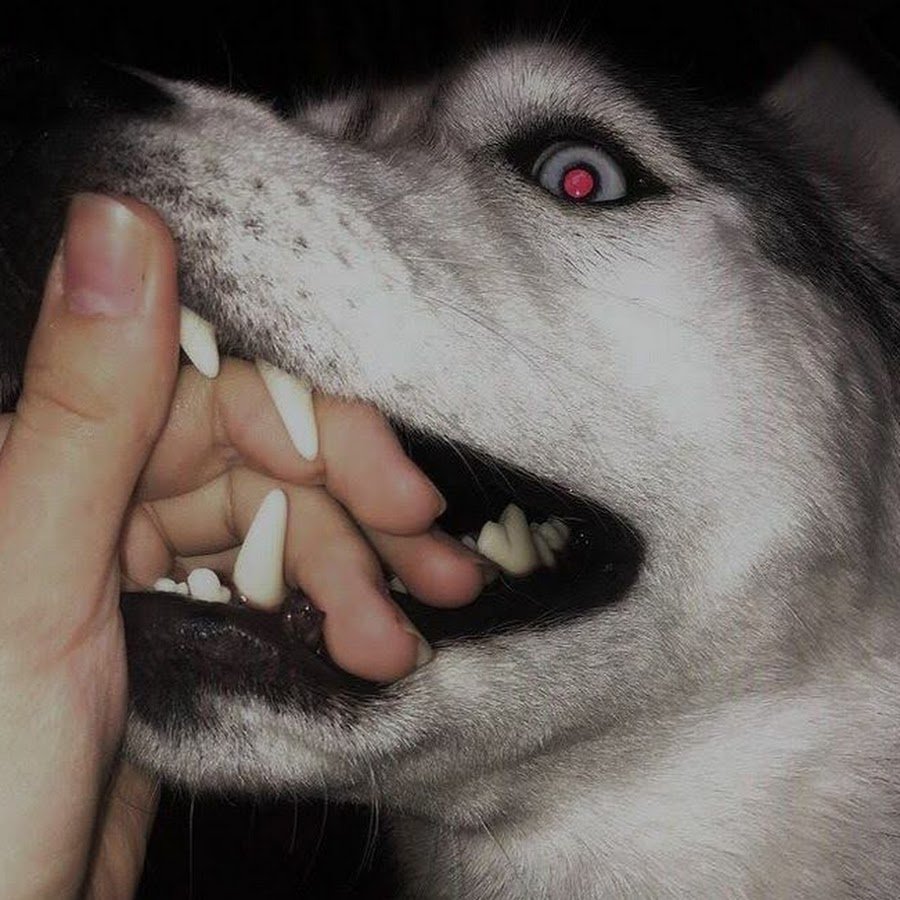 Открытки с хаски