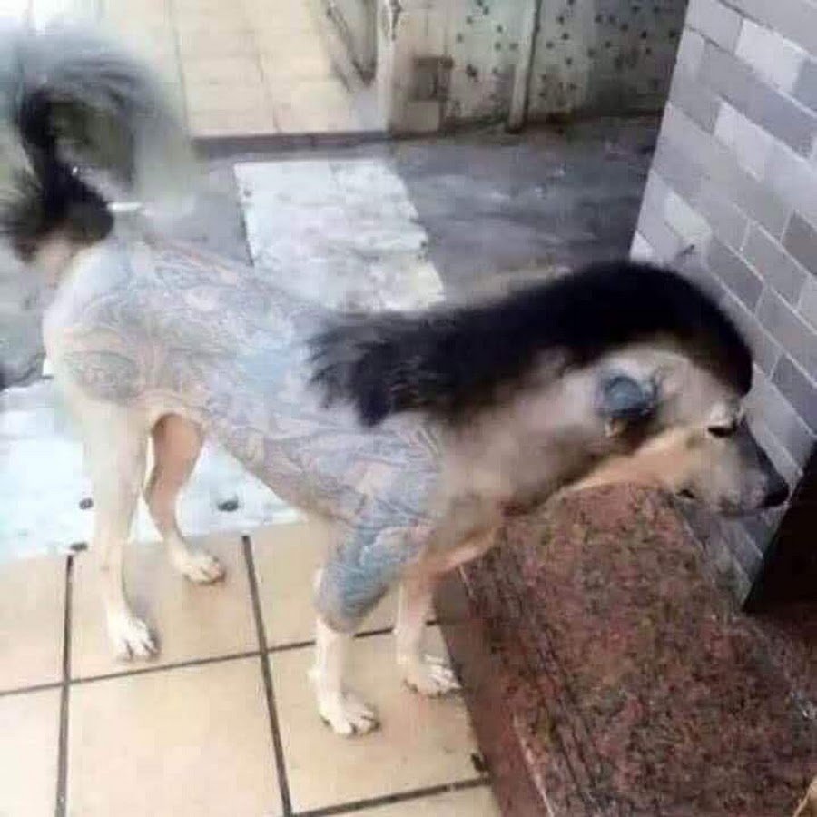 Лысый хаски