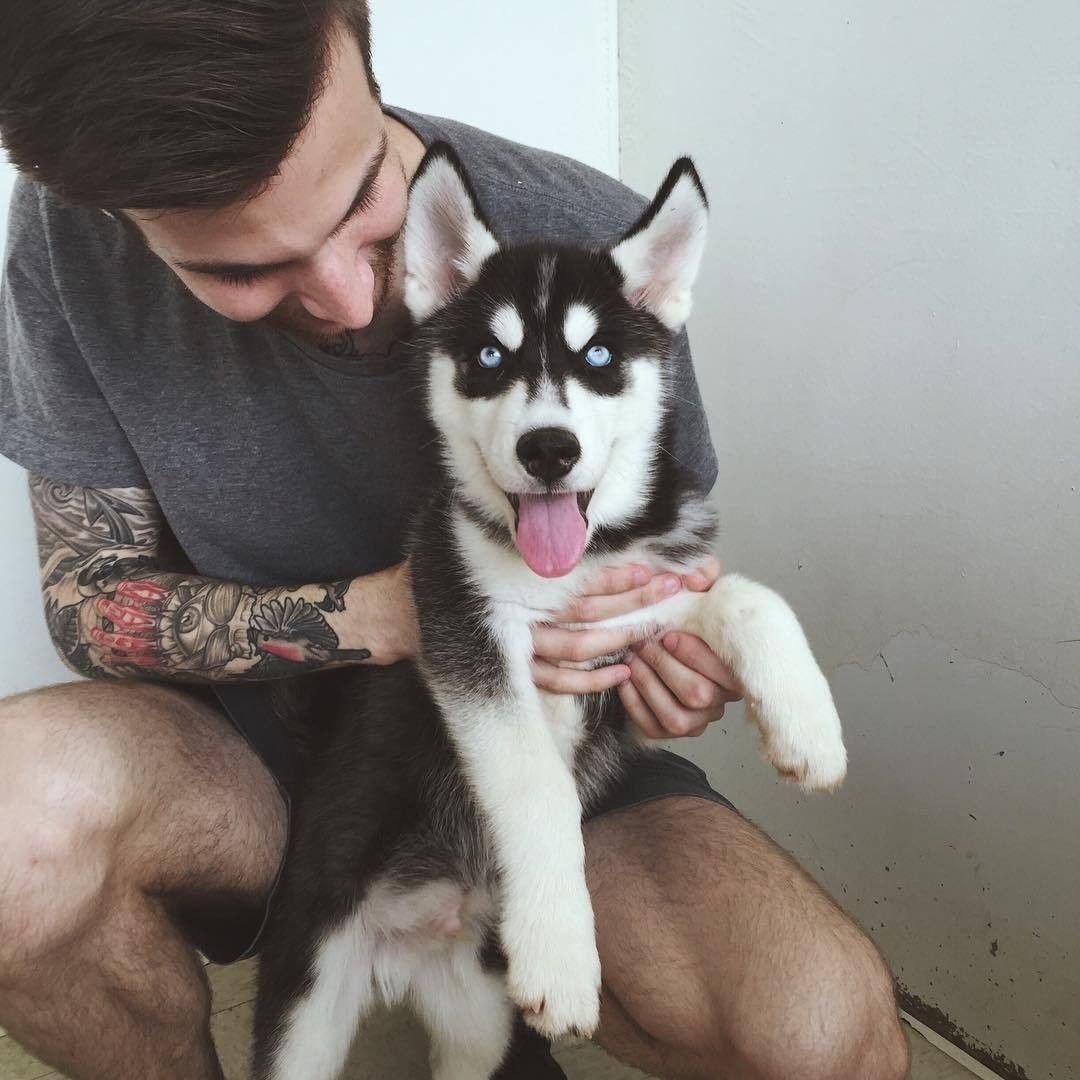 Милые щенки хаски