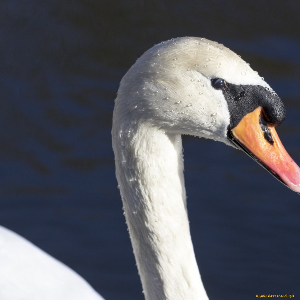 Лебедь с длинной шеей