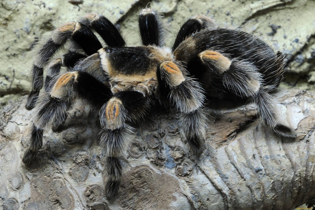 Паук мохнатый большой Тарантул