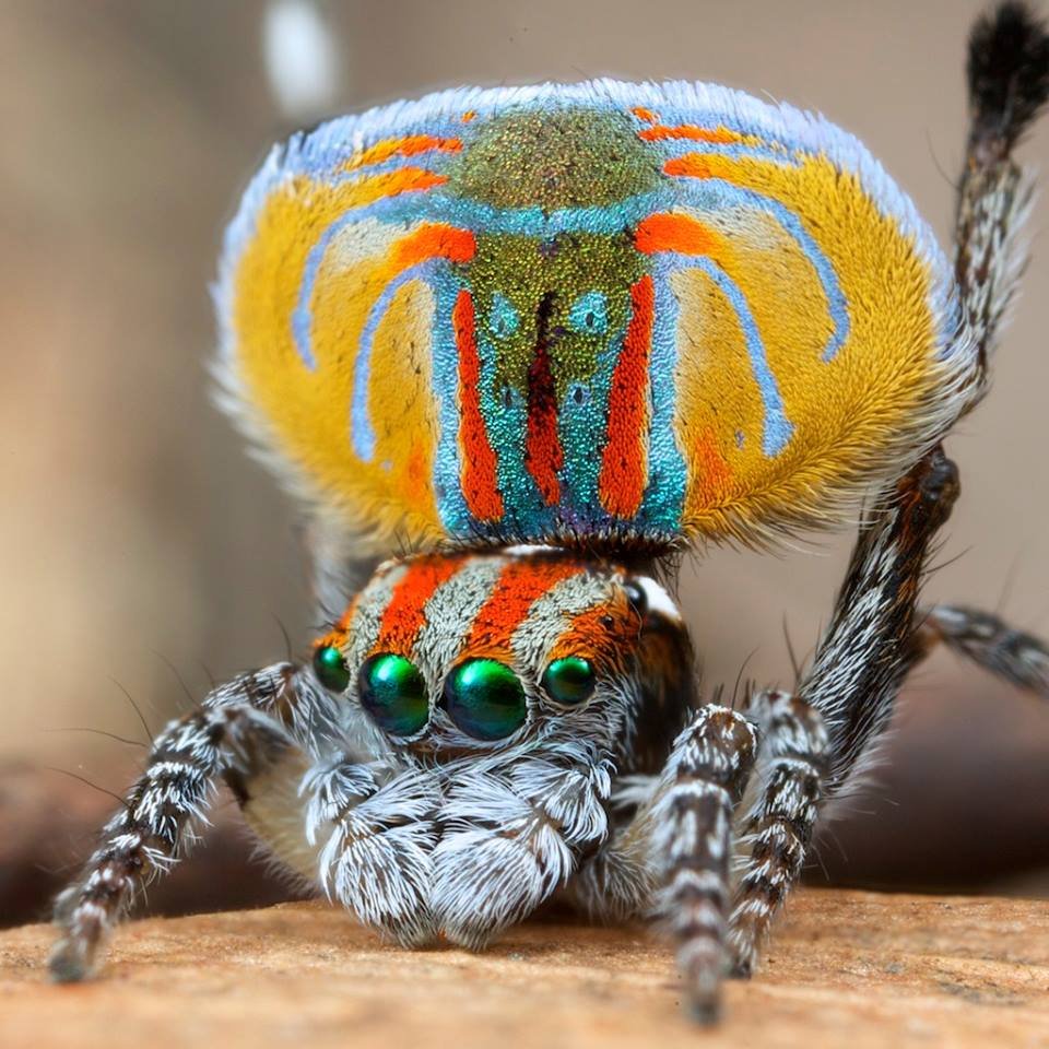 Паук Maratus Nemo