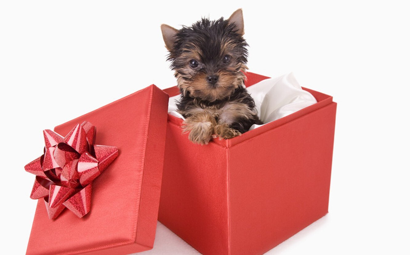 Живой сюрприз. Собачка в коробке. Щенок в подарок. Щенок в подарочной коробке. Собачка с подарком.