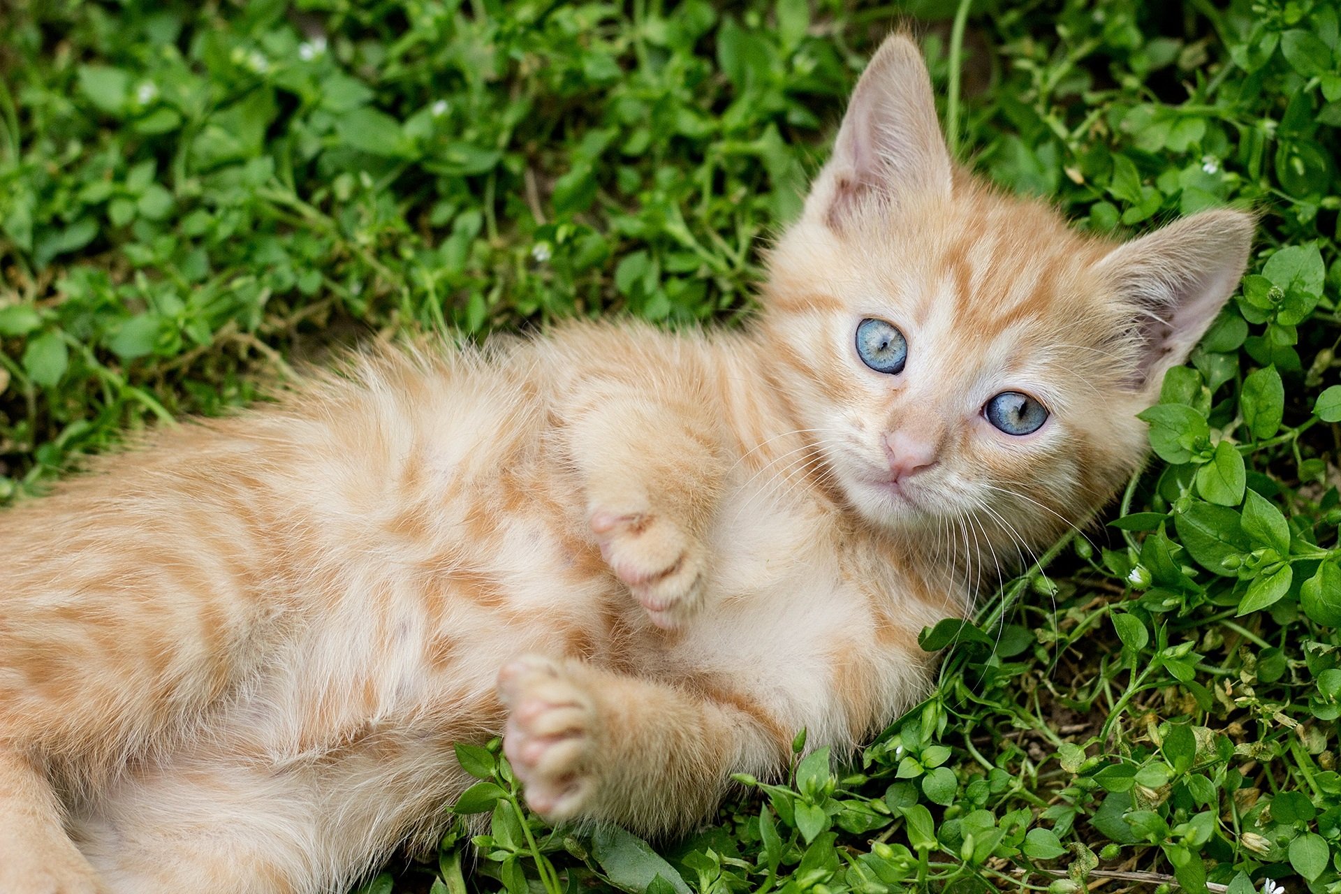 Звук котов котят. Ginger tabby Cat порода. Рыжий котёнок. Маленькие котики. Маленький котенок.
