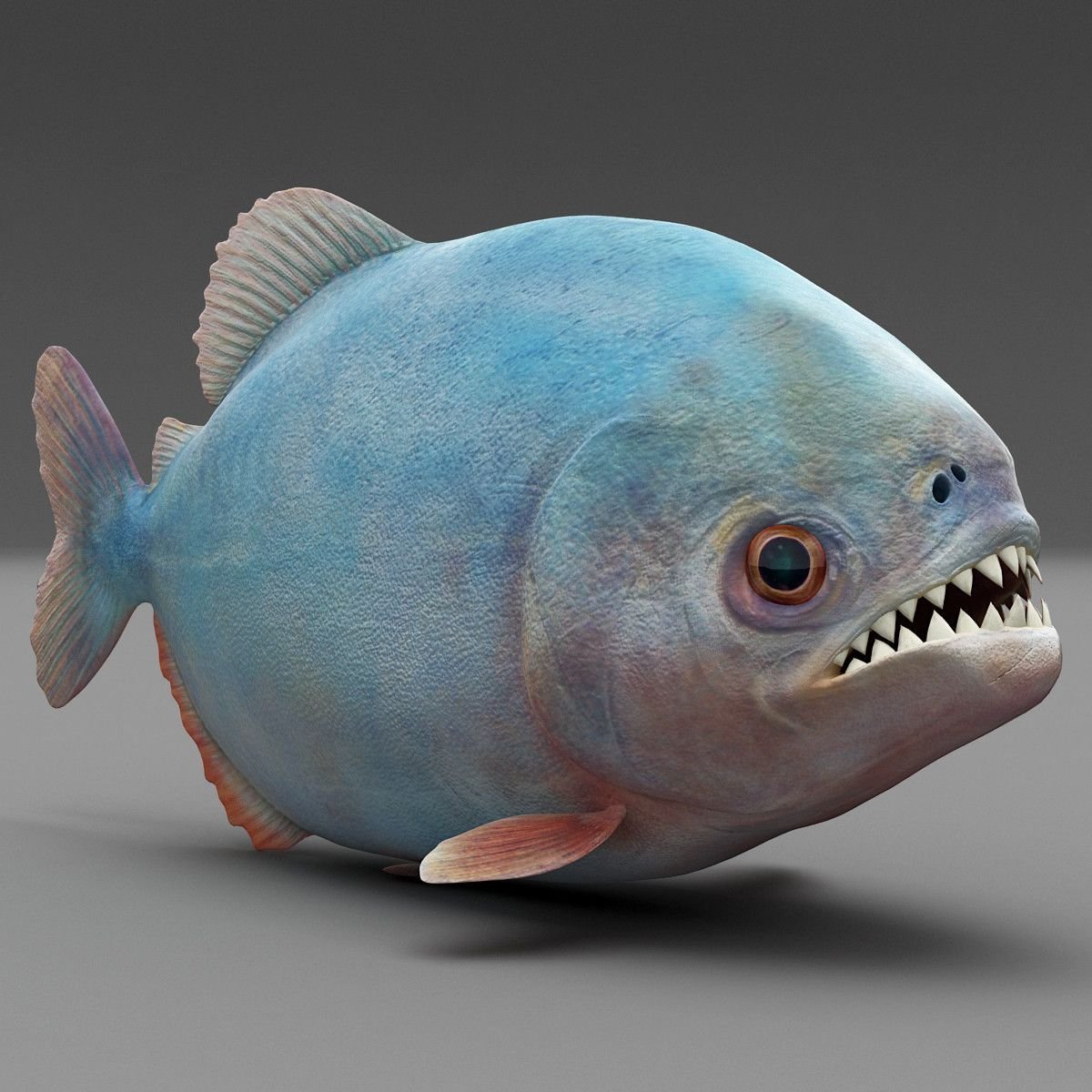 Большие аквариумные рыбы