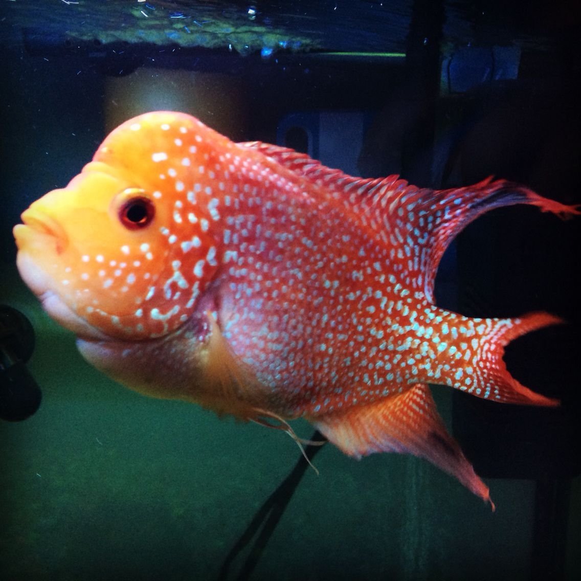 Краснобрюхая Пиранья