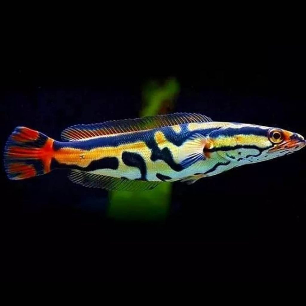 Аквариумные рыбки пираньи